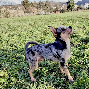 Notfall Chihuahua2.jpg